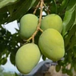 i-african-mango.webp