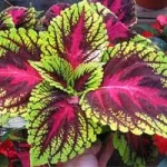 i-coleus.webp